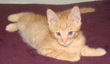 picture of Garfield, a Domestic Short Hair orange