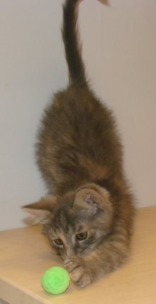 another picture of Niko, a Domestic Short Hair dilute calico