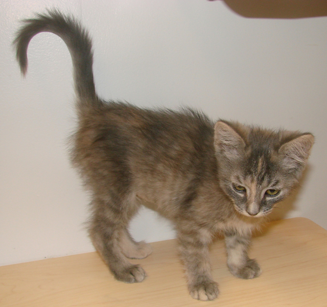 picture of Niko, a Domestic Short Hair dilute calico