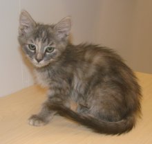 picture of Niko, a Domestic Short Hair dilute calico