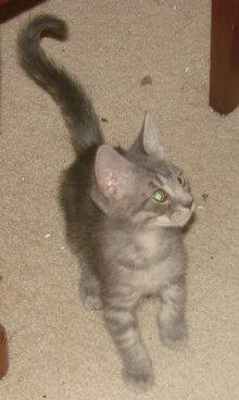 another picture of Fighto, a Domestic Short Hair gray