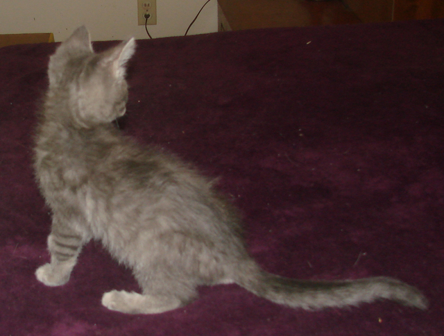 picture of Fighto, a Domestic Short Hair gray