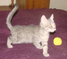 picture of Fighto, a Domestic Short Hair gray