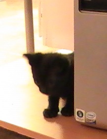 picture of Laura, a Domestic Short Hair black