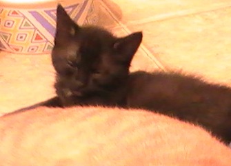 picture of Linda, a Domestic Short Hair black