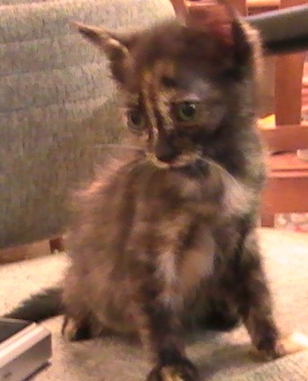 another picture of Lulubelle, a Domestic Short Hair tortoiseshell