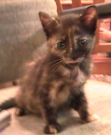 picture of Lulubelle, a Domestic Short Hair tortoiseshell