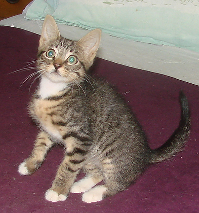 picture of Lala, a Domestic Short Hair tabby/white