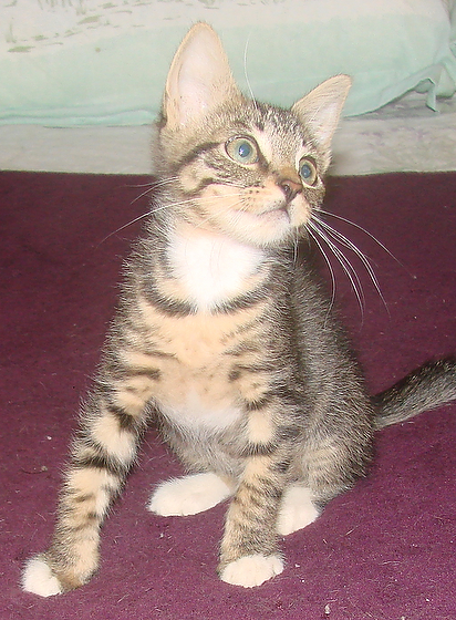 picture of Lala, a Domestic Short Hair tabby/white