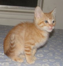 another picture of Leo, a Domestic Short Hair orange tabby