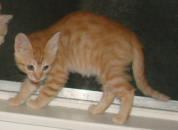 picture of Leo, a Domestic Short Hair orange tabby
