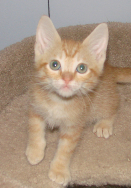 picture of Leo, a Domestic Short Hair orange tabby