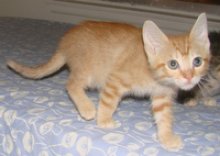 picture of Leo, a Domestic Short Hair orange tabby