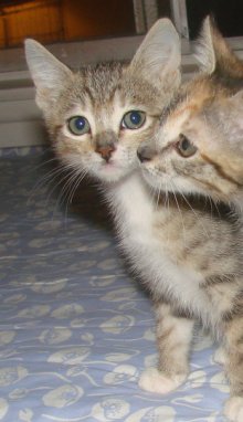 another picture of Charlotte, a Domestic Short Hair brown tabby/white