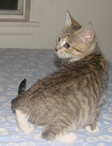 picture of Charlotte, a Domestic Short Hair brown tabby/white