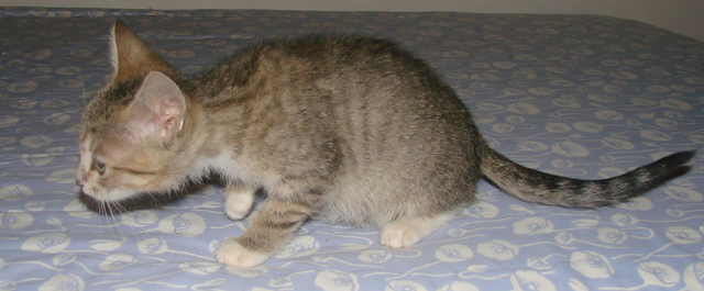 picture of Charlotte, a Domestic Short Hair brown tabby/white