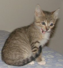 picture of Charlotte, a Domestic Short Hair brown tabby/white