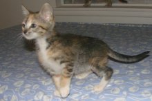 another picture of Lucy, a Domestic Short Hair calico tabby