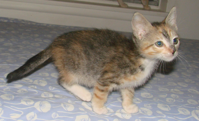 picture of Lucy, a Domestic Short Hair calico tabby