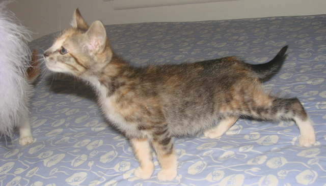 bobtail calico tabby