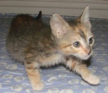 picture of Lucy, a Domestic Short Hair calico tabby