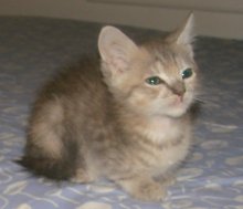 another picture of Angelina, a Domestic Short Hair dilute tortoiseshell tabby