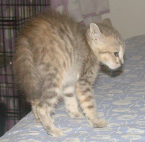 picture of Angelina, a Domestic Short Hair dilute tortoiseshell tabby
