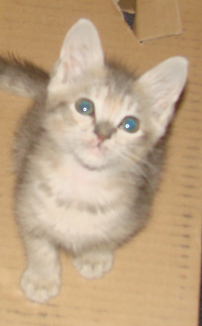 picture of Angelina, a Domestic Short Hair dilute tortoiseshell tabby