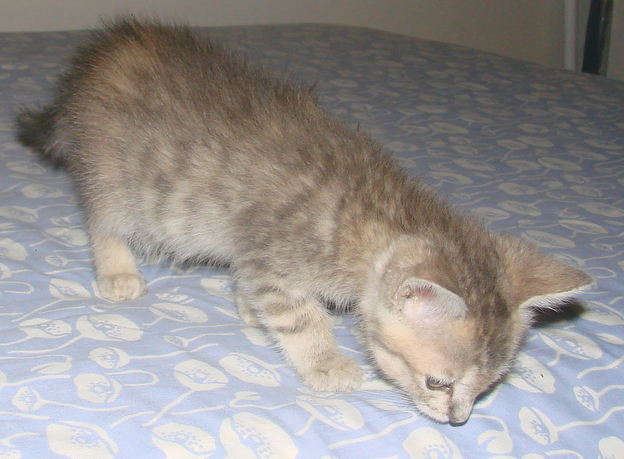 picture of Angelina, a Domestic Short Hair dilute tortoiseshell tabby