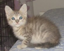 picture of Angelina, a Domestic Short Hair dilute tortoiseshell tabby