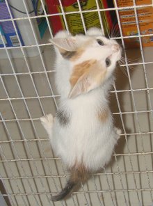 another picture of Mika, a Domestic Short Hair calico