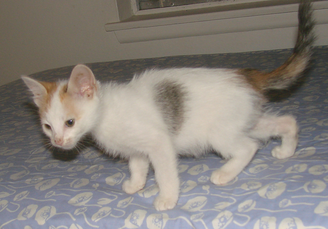 picture of Mika, a Domestic Short Hair calico