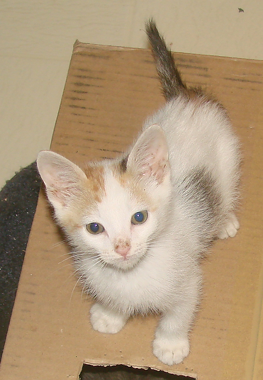 picture of Mika, a Domestic Short Hair calico