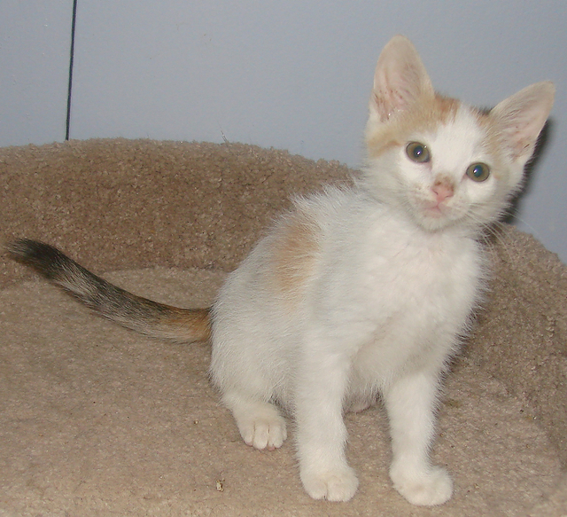 picture of Mika, a Domestic Short Hair calico