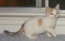 picture of Mika, a Domestic Short Hair calico