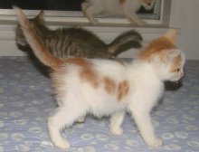 another picture of Dray, a Domestic Short Hair white/orange