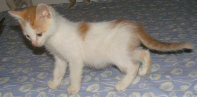 picture of Dray, a Domestic Short Hair white/orange