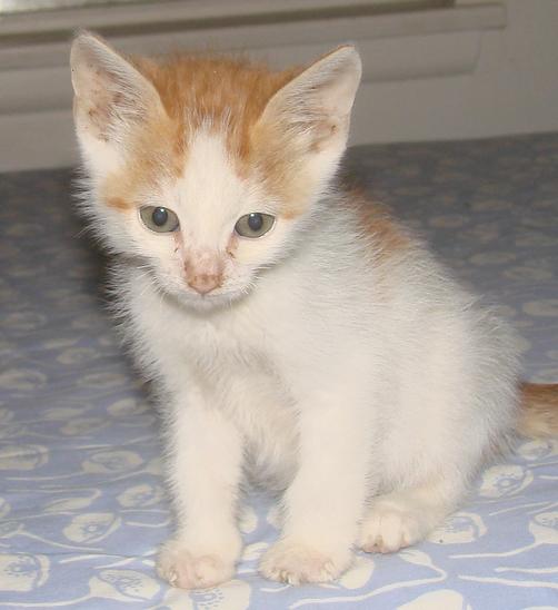picture of Dray, a Domestic Short Hair white/orange
