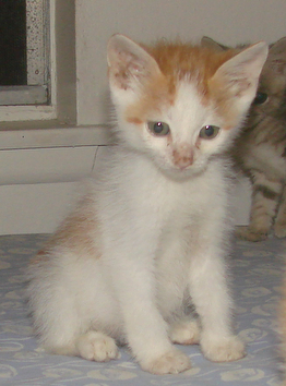 picture of Dray, a Domestic Short Hair white/orange