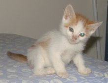 picture of Dray, a Domestic Short Hair white/orange