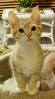 another picture of Pax, a Domestic Short Hair orange tabby/white