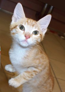 picture of Pax, a Domestic Short Hair orange tabby/white