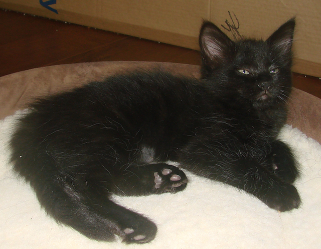 picture of Chubby AKA Matilida, a Domestic Medium Hair black