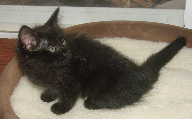 picture of Chubby AKA Matilida, a Domestic Medium Hair black