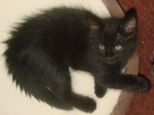 picture of Chubby AKA Matilida, a Domestic Medium Hair black