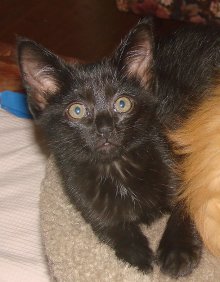 another picture of Pooh AKA Rocket, a Domestic Short Hair black