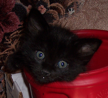 picture of Pooh AKA Rocket, a Domestic Short Hair black