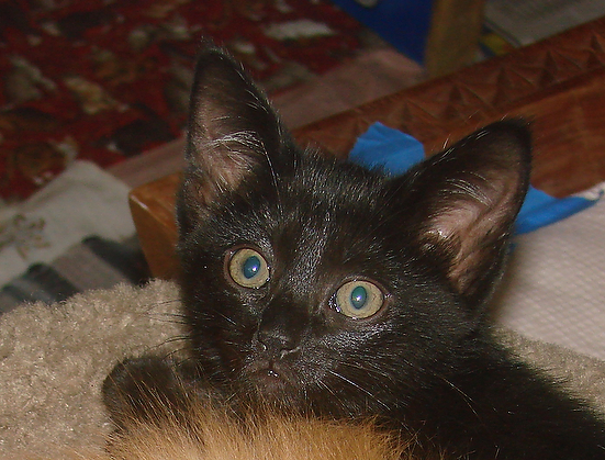 picture of Pooh AKA Rocket, a Domestic Short Hair black