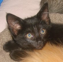 picture of Pooh AKA Rocket, a Domestic Short Hair black