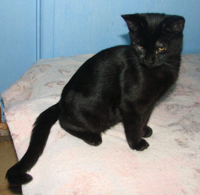 another picture of B.b. AKA Geronimo, a Domestic Short Hair black